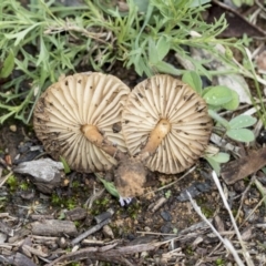 Marasmius oreades at Higgins, ACT - 4 Apr 2020