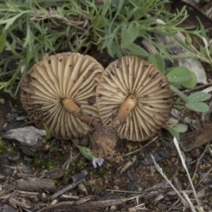 Marasmius oreades at Higgins, ACT - 4 Apr 2020