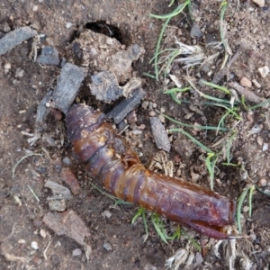 Hepialidae (family) at Hughes, ACT - 5 Apr 2020