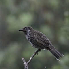 Anthochaera chrysoptera (Little Wattlebird) at Guerilla Bay, NSW - 31 Mar 2020 by jbromilow50