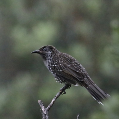 Anthochaera chrysoptera (Little Wattlebird) at Guerilla Bay, NSW - 31 Mar 2020 by jbromilow50