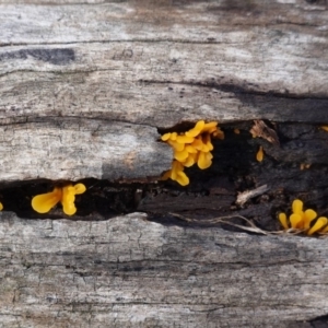 Dacryopinax spathularia at Hughes, ACT - 26 Apr 2020