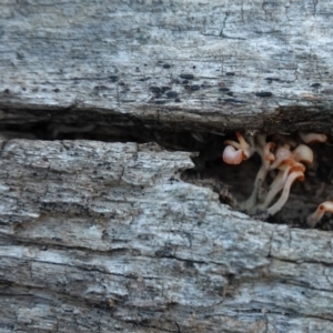 Dacryopinax spathularia at Hughes, ACT - 26 Apr 2020