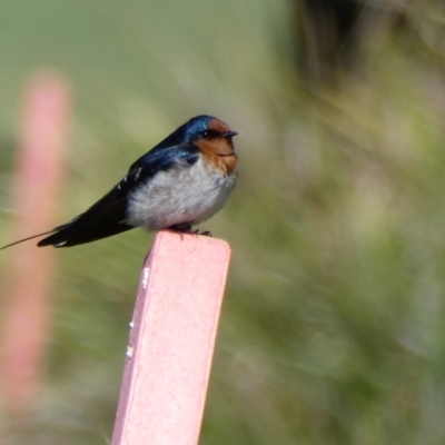 Hirundo neoxena (Welcome Swallow) at Garran, ACT - 2 Jan 2017 by TomT