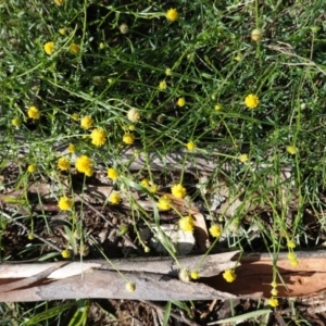 Calotis lappulacea at Hughes, ACT - 5 Apr 2020