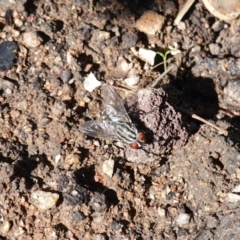 Sarcophagidae sp. (family) (Unidentified flesh fly) at Hughes, ACT - 5 Apr 2020 by JackyF