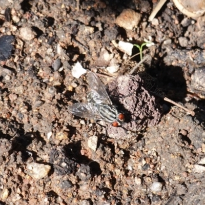 Sarcophagidae (family) (Unidentified flesh fly) at Hughes, ACT - 5 Apr 2020 by JackyF