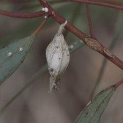 Hyalarcta nigrescens (Ribbed Case Moth) at Scullin, ACT - 4 Apr 2020 by AlisonMilton