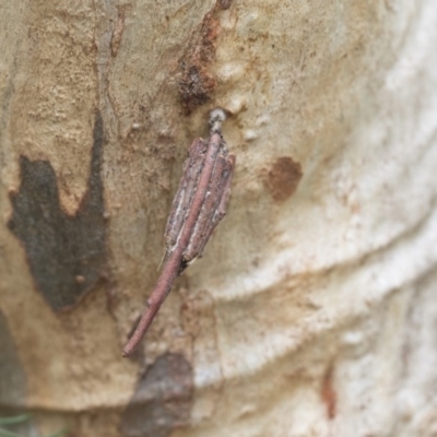 Clania ignobilis (Faggot Case Moth) at Scullin, ACT - 4 Apr 2020 by AlisonMilton