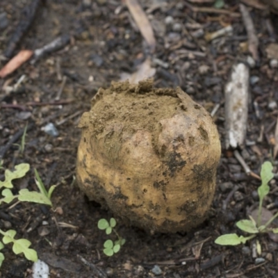 Pisolithus marmoratus (Horse Dung Fungus) at Scullin, ACT - 4 Apr 2020 by Alison Milton