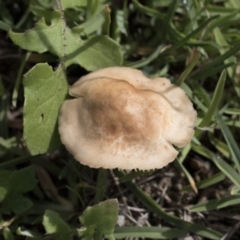 Marasmius oreades (Fairy-ring Champignon) at Scullin, ACT - 4 Apr 2020 by AlisonMilton