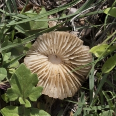 Marasmius oreades at Scullin, ACT - 4 Apr 2020