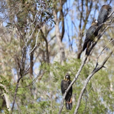 Calyptorhynchus lathami (Glossy Black-Cockatoo) at Mount Jerrabomberra - 4 Apr 2020 by epic