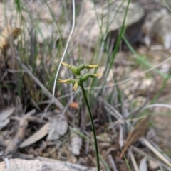 Corunastylis cornuta (Horned Midge Orchid) at Theodore, ACT - 5 Apr 2020 by MattM