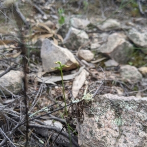 Corunastylis cornuta at Theodore, ACT - 5 Apr 2020