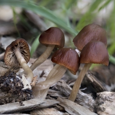 Unidentified Cap on a stem; gills below cap [mushrooms or mushroom-like] at Higgins, ACT - 5 Apr 2020 by Alison Milton