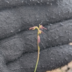 Corunastylis clivicola at Theodore, ACT - 5 Apr 2020