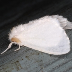 Acyphas (genus) (An Erebid moth) at Lilli Pilli, NSW - 31 Mar 2020 by jb2602