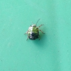 Pentatomidae (family) (Shield or Stink bug) at Akolele, NSW - 4 Apr 2020 by Ascher