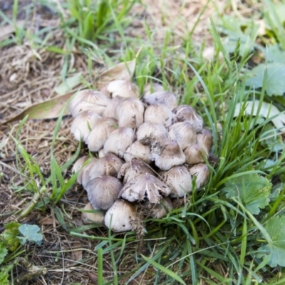 Coprinellus etc. (An Inkcap) at Hawker, ACT - 13 Feb 2019 by AlisonMilton