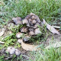 Coprinellus etc. at Hawker, ACT - 13 Feb 2019