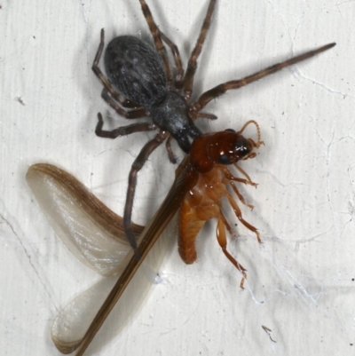 Badumna insignis (Black House Spider) at Lilli Pilli, NSW - 31 Mar 2020 by jbromilow50