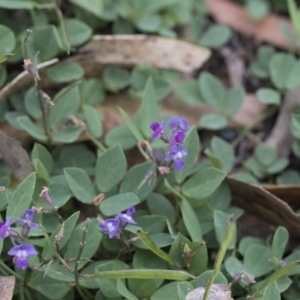 Glycine tabacina at Scullin, ACT - 4 Apr 2020