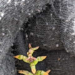 Corunastylis clivicola (Rufous midge orchid) at Tuggeranong Hill - 4 Apr 2020 by MattM