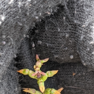 Corunastylis clivicola (Rufous midge orchid) at Theodore, ACT - 4 Apr 2020 by MattM