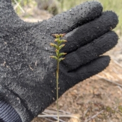 Corunastylis clivicola at Theodore, ACT - 5 Apr 2020