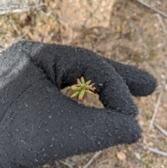 Corunastylis clivicola at Theodore, ACT - suppressed