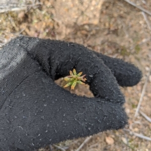 Corunastylis clivicola at Theodore, ACT - 5 Apr 2020