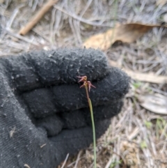 Corunastylis clivicola at Theodore, ACT - suppressed