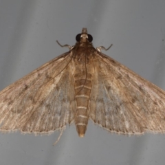 Herpetogramma licarsisalis (Sod Webworm) at Lilli Pilli, NSW - 31 Mar 2020 by jbromilow50