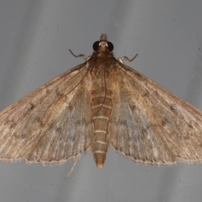 Herpetogramma licarsisalis (Sod Webworm) at Lilli Pilli, NSW - 31 Mar 2020 by jb2602