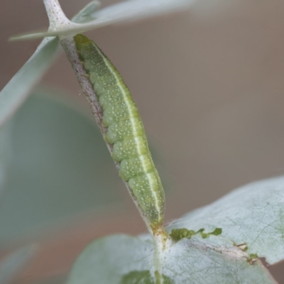 Lepidoptera unclassified IMMATURE moth at Scullin, ACT - 4 Apr 2020 by AlisonMilton