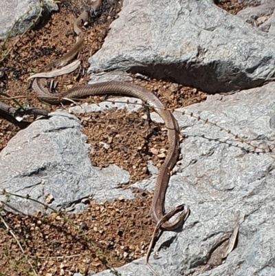 Pseudonaja textilis (Eastern Brown Snake) at Banks, ACT - 5 Apr 2020 by ChrisHolder