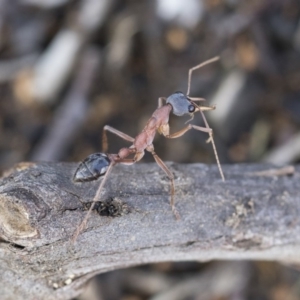 Myrmecia nigriceps at Scullin, ACT - 4 Apr 2020