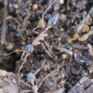 Myrmecia nigriceps at Scullin, ACT - 4 Apr 2020