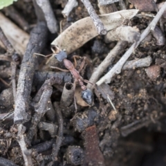 Myrmecia nigriceps at Scullin, ACT - 4 Apr 2020