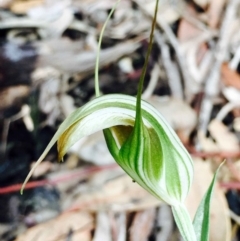 Diplodium ampliatum (Large Autumn Greenhood) at Hackett, ACT - 4 Apr 2020 by RWPurdie