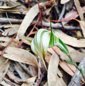 Diplodium ampliatum at Hackett, ACT - suppressed