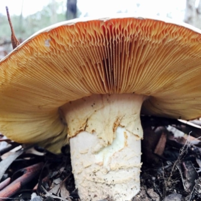 Amanita sp. (Amanita sp.) at Aranda, ACT - 5 Apr 2020 by RWPurdie