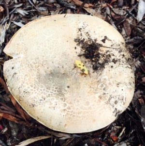 Amanita sp. at Aranda, ACT - 5 Apr 2020