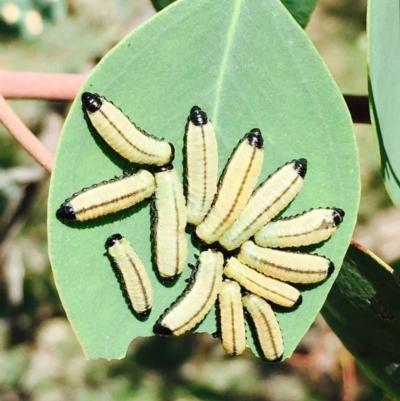 Paropsisterna cloelia (Eucalyptus variegated beetle) at Molonglo Valley, ACT - 4 Apr 2020 by RWPurdie