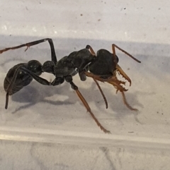 Myrmecia sp., pilosula-group (Jack jumper) at Queanbeyan West, NSW - 5 Apr 2020 by Speedsta