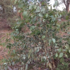 Eucalyptus blakelyi (Blakely's Red Gum) at Hughes, ACT - 5 Apr 2020 by jennyt