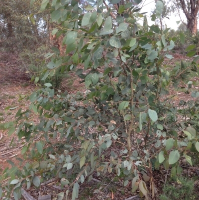 Eucalyptus blakelyi (Blakely's Red Gum) at Hughes, ACT - 5 Apr 2020 by jennyt