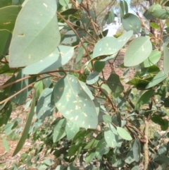 Eucalyptus blakelyi at Hughes, ACT - 5 Apr 2020