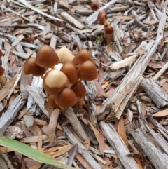 Unidentified Fungus at Queanbeyan West, NSW - 5 Apr 2020 by Speedsta